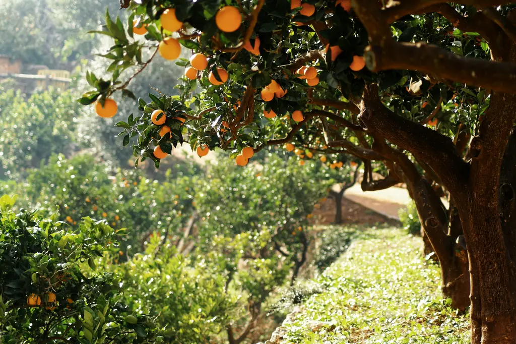 Orangenbaum mit reifen Früchten in einem sonnigen Garten