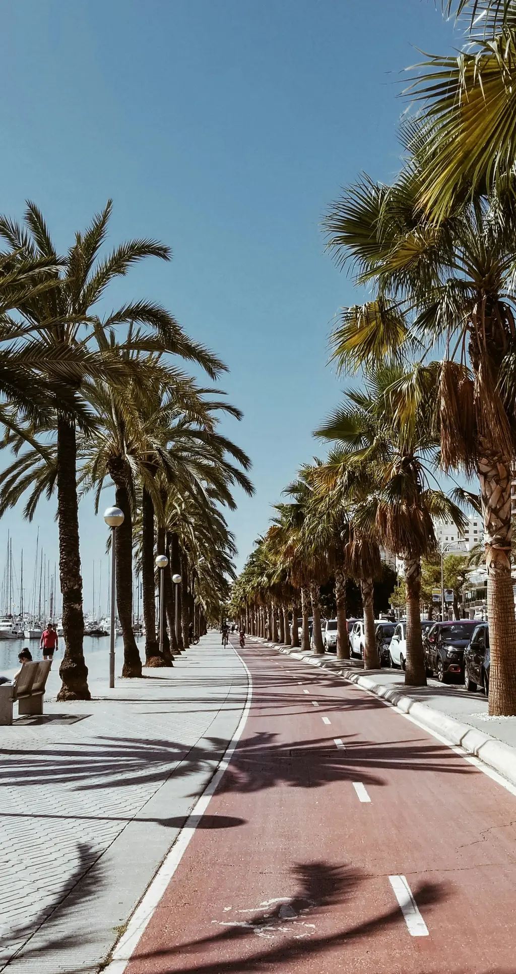 Von Palmen gesäumte Promenade mit Radweg